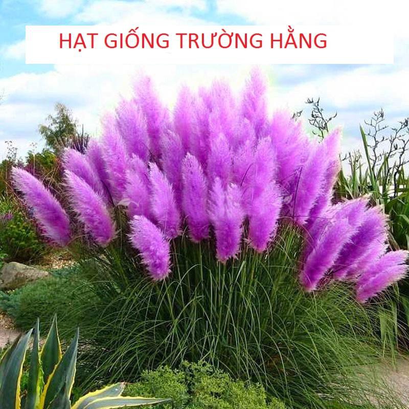 GÓI 10 Hạt Giống Cỏ Bông Lau Mỹ Mix Hồng Trắng TÍM