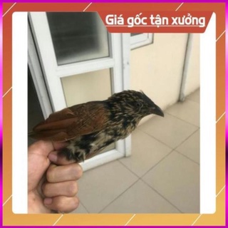 Keo Bẫy Chim Keo Bẫy Chuyên Chim Cò Vạc 500g Hàng VIP Siêu Dính