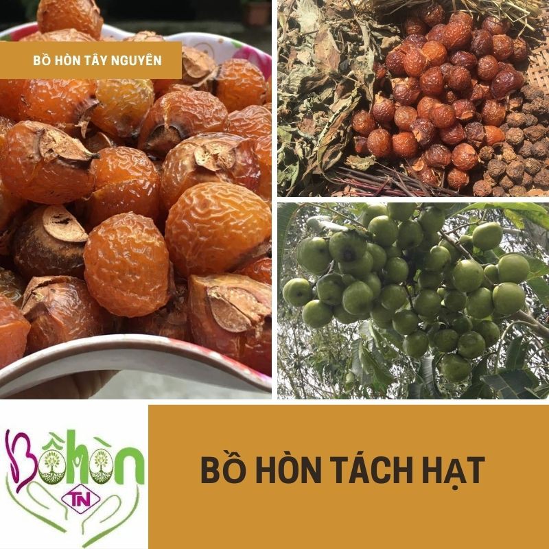 Quả Bồ Hòn Tây Nguyên Tách Hạt Loại 1