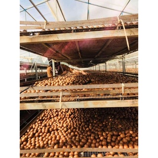 500GR MACCA ĐAKLAK HÀNG DATE LUÔN MỚI