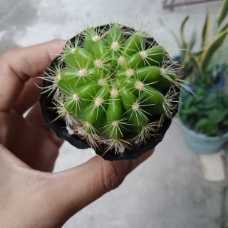 Xương rồng bí xanh