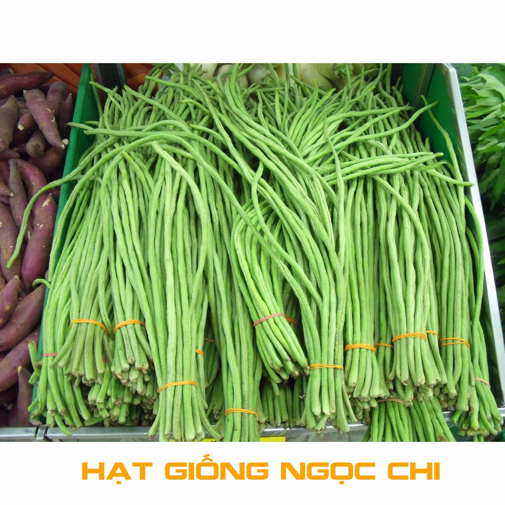 Hạt Giống Đậu Đũa (Hạt Giống Ngọc Chi)  - 20Gr