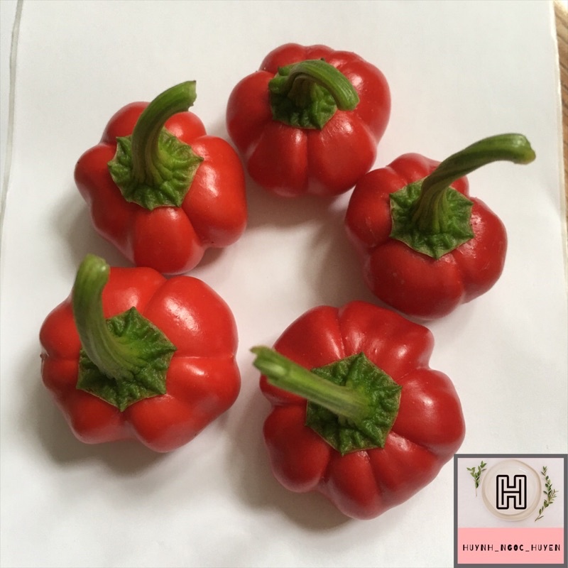 Hạt giống ớt bí cay