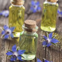 20h Hạt Giống Lưu Ly Borage LÀM TRÀ, TINH DẦU