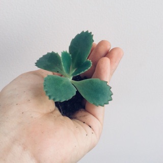 1 cây lá bỏng con