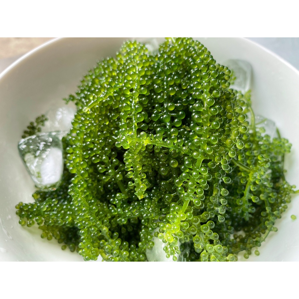 (TẶNG CHAI XỐT 180ML) Rong Nho Tách Nước Green Food: Hộp 100gram gồm 5 túi 20gram nở ra 250gram tươi