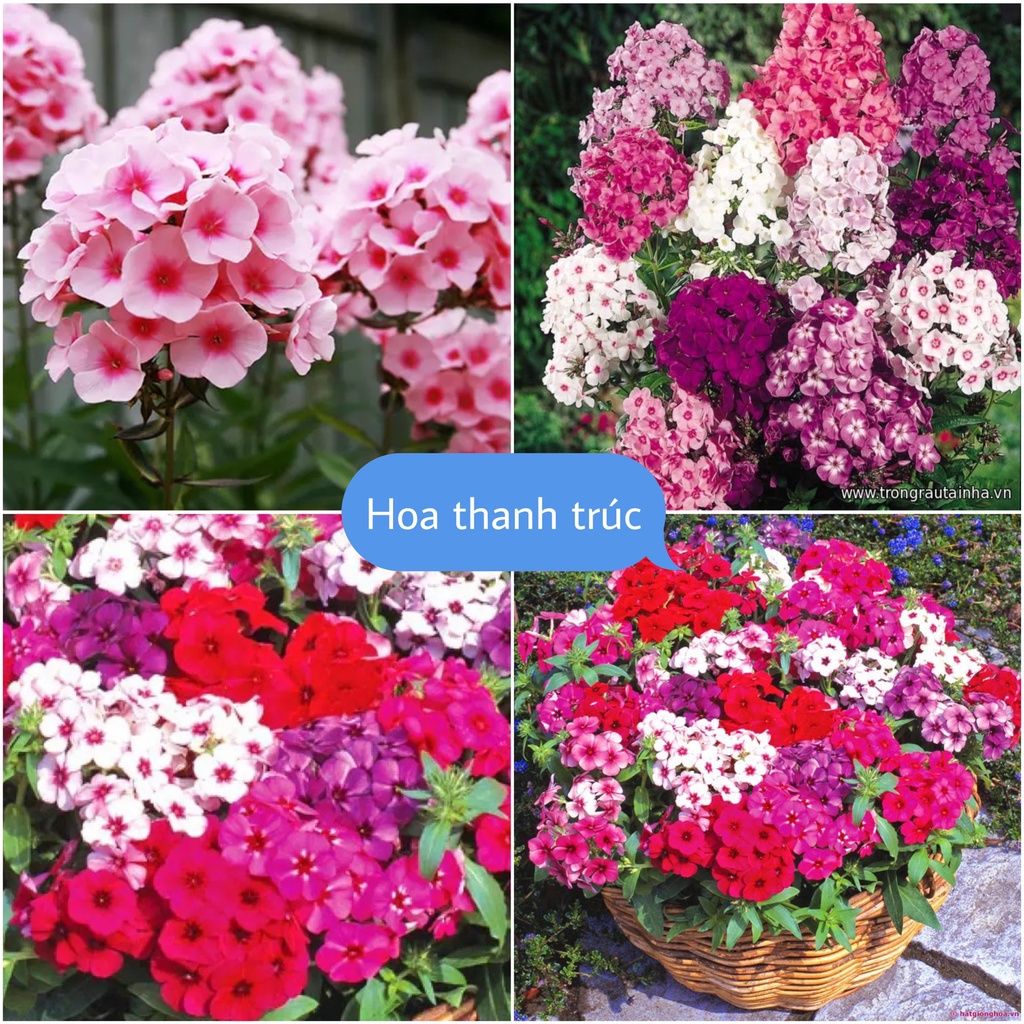 Hat Giống Hoa Thanh Trúc F1 Loại mix màu dễ trồng hoa nở đẹp chống sâu bệnh