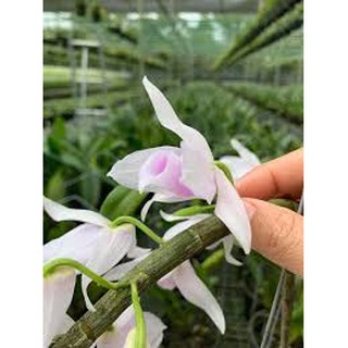 phi điệp(giả hạc) 5 cánh trắng 5ct HỌNG HỒNG