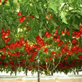 Hạt giống Cà Chua Bạch Tuộc Nga F1 - Gói 10 hạt