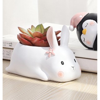 Chậu trồng cây sen đá xương rồng xinh