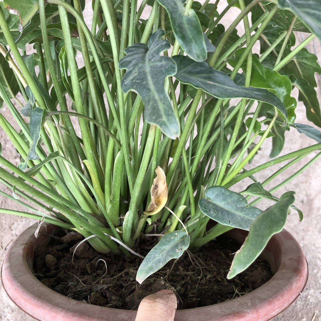 Cây trầu bà chân vịt, Cao 25cm bụi sum suê lá cực đẹp mùi hương dễ chịu, thích hợp trang trí nội thất.