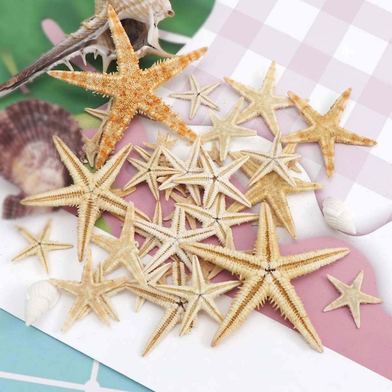 Hộp sao biển thật bằng resin epoxy dùng cho trang trí 1-5cm
