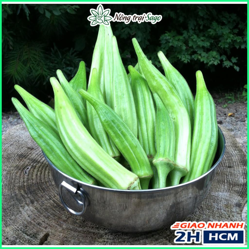 Hạt giống Đậu Bắp Cao Sản, Cây Kháng Bệnh Tốt - Gói 20 Gram