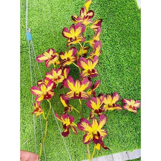 Denro chớp vàng đỏ 5%