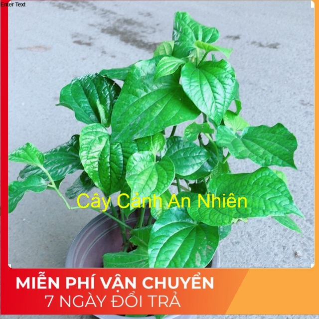 Cây Lá Lốt