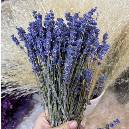 Hoa Khô Lavender, Hoa Oải Hương Lavender Thơm Ngát, Decor Siêu Xinh