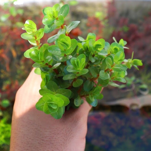 vẩy ốc đỏ thuỷ sinh - rotala đỏ thuỷ sinh - 5 nhánh