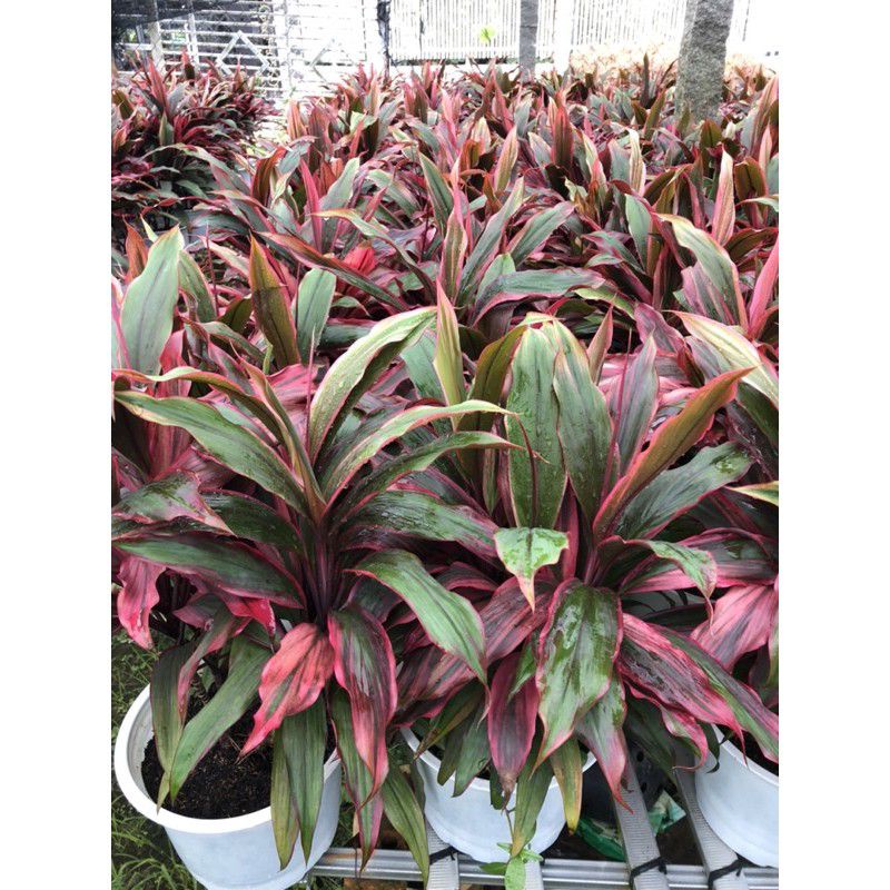 RẺ VÔ ĐỊCH 🌺CÂY PHÁT TÀI ĐỎ🌱