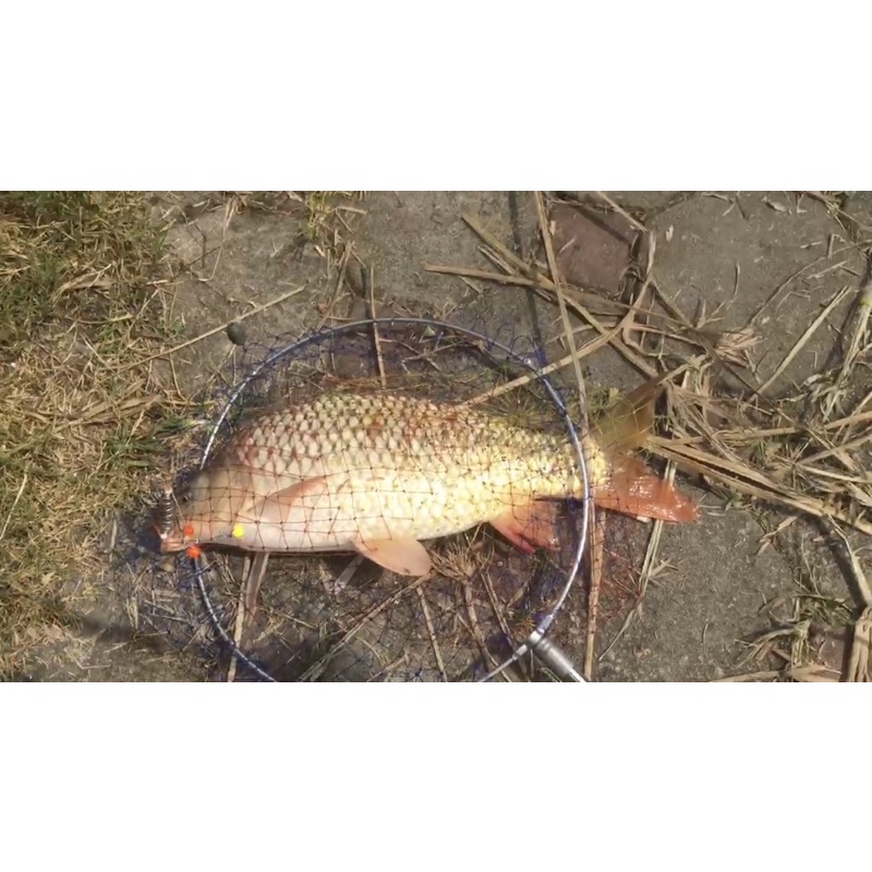 Hạt xốp boilie 8,5mm 100 hạt 2 màu kèm dây vào hạt