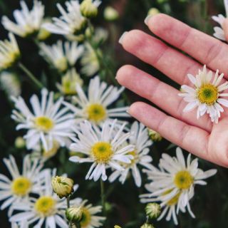 Hạt giống hoa Cúc Họa Mi RADO cao cấp dễ trồng