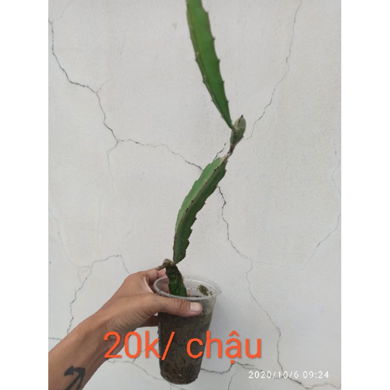 Cây giống thanh long ruột đỏ