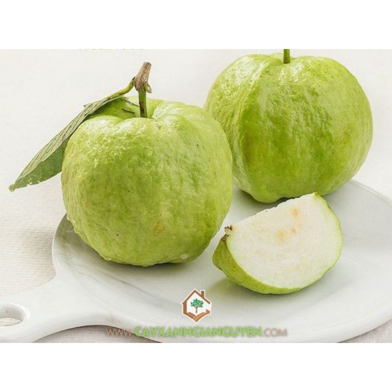 Ổi ngon 500g quận Tân Phú