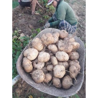 Hạt giống củ đậu (Củ sắn) Rạng Đông gói 5gr