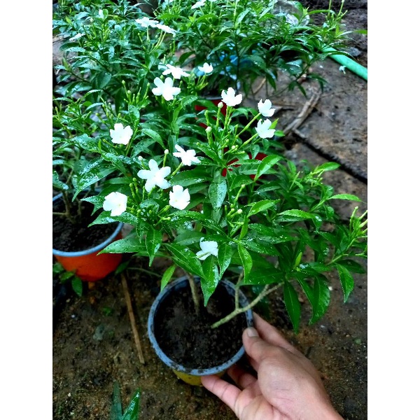 mai vạn phúc
