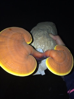300gram Linh chi sấy khô