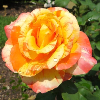 Hoa hồngTropical Sunset Rose - hoa thơm cam sọc vàng