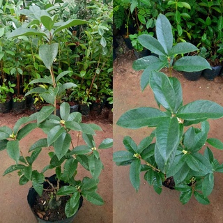 (UY TÍN) Cây mộc hương ta giống