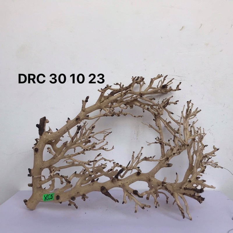 LŨA XƯƠNG CHÙM DÙNG ĐỂ SETUP TÁN CHO CÂY BONSAI, HỒ CÁ