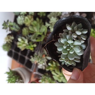 Sen đá Nhím xanh - Echeveria 'Chrissy'n Ryan' , Nhím đen (Đọc mô tả)