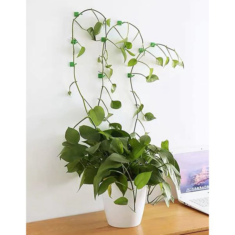 Set 80 Kẹp Cố Định Cây Dây Leo Gắn Tường Trang Trí Nội Thất