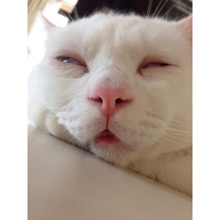 Catnip - Bạc hà mèo 5gr