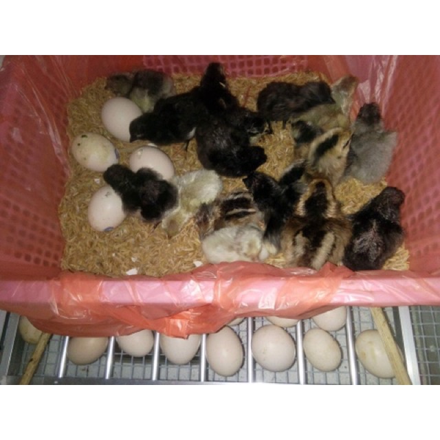 l? hàng nhanh Máy Ấp Trứng Tự Động Khay Nhôm đảo lăn 56 trứng - máy ấp trứng mini ánh dương p100