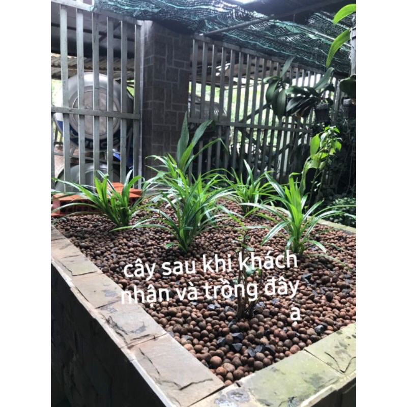 6  Cây lá dứa  link rễ trần cây to khoẻ 20-30cm