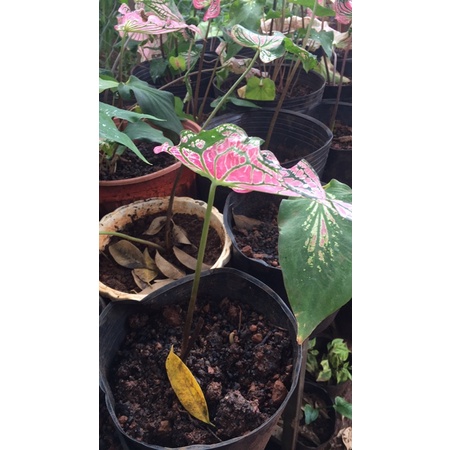 củ môn thiên nga có lá