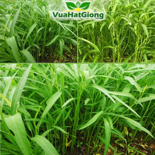 Hạt Giống Rau Muống Lá Tre Dễ Trồng, Năng Suất Cao