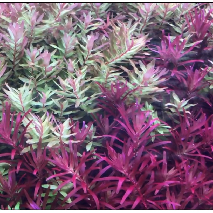 Phân nước hồ cá thuỷ sinh All In One Pro 500ml