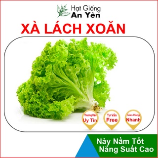 Hạt giống Rau Xà Lách Xoăn thu hoạch sớm, dễ trồng, nảy mầm cao, sinh trưởng khoẻ