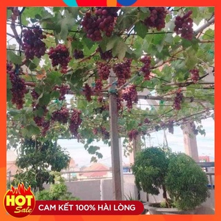 Cây Giống Nho Ninh Thuận Có Thể Trồng Trong Chậu Trên Sân Thượng