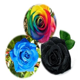 Hạt giống hoa hồng, Combo 3 loại hoa hồng khác màu ( Hồng Đen, Hồng Xanh, Hồng 7 Màu ) - Hạt giống hoa