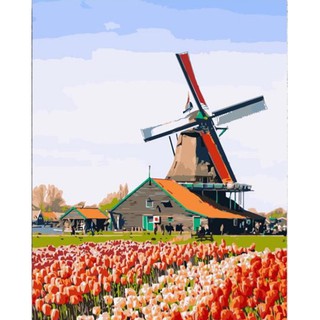 Tranh sơn dầu số hóa tự tô màu theo số có khung - [330] CỐI XÂY GIÓ VÀ VƯỜN HOA TULIP (40*50)