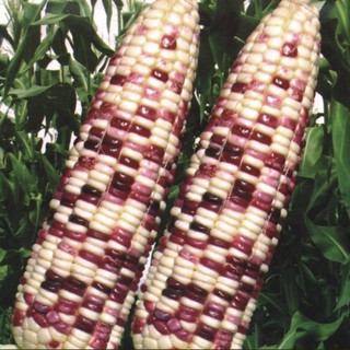  Gói 20g hạt giống bắp nếp F1 trắng tím