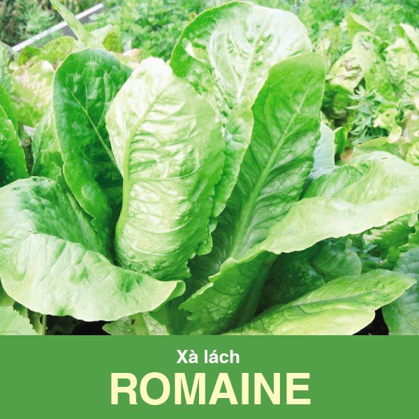 Hạt giống rau xà lách romaine xanh