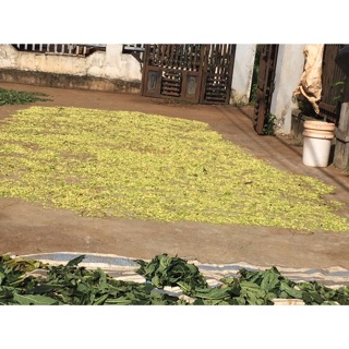 0,5kg hoa đu đủ đực khô