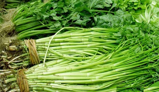 Hạt giống rau Cần Tây Xanh Bẹ RADO cao cấp dành cho gia đình, mau thu hoạch, dễ trồng