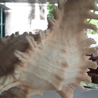 Vỏ ốc gai trắng trang trí