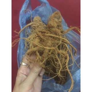 500g - 1kg củ tam thất tươi